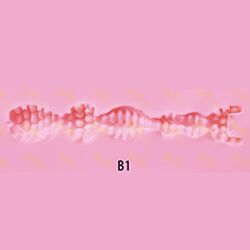 B1